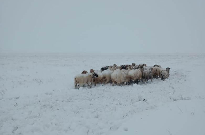 Atyraýda 60 jastaǵy shopan iz-túzsiz joǵalyp ketti