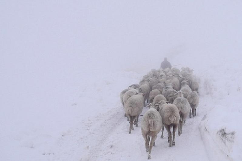 Jambyl oblysynda shopan 300 qoıymen birge adasyp ketken