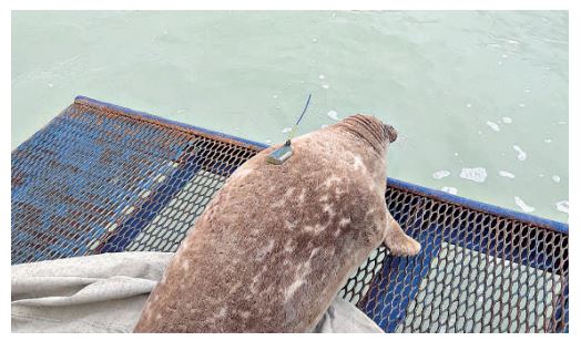 Kaspıı ıtbalyǵy  (Teńiz sútqorektilerin qorǵaýǵa túbegeıli betburys)