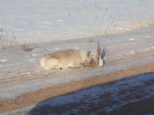 Aqmola oblysyndaǵy kıikter ashtan qyrylyp jatyr