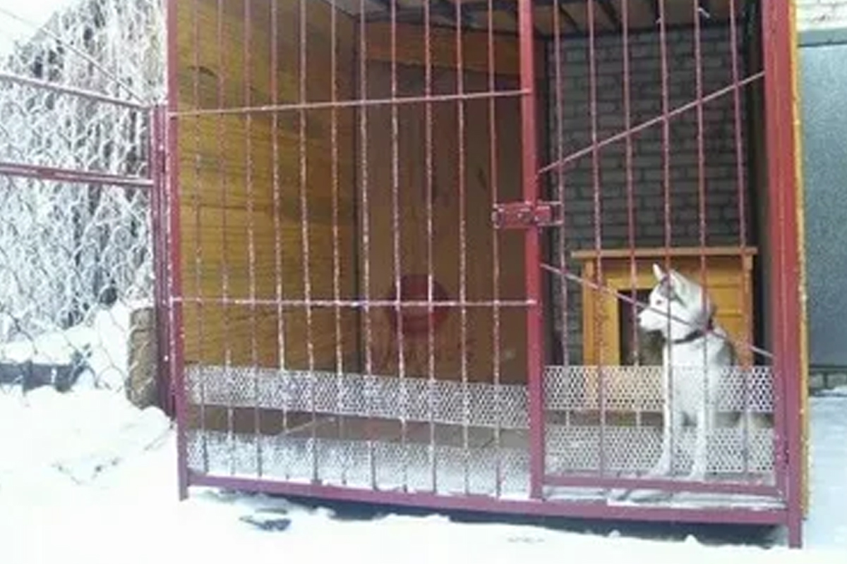 Petropavl polıseıleri asyl tuqymdy ıtti urlaǵan adamdy ustady