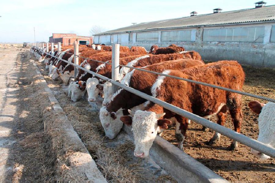 Shekteý sharýany qajytyp tur