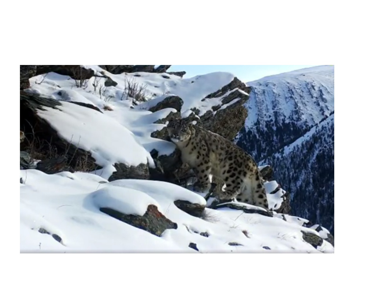 Altaıda qar barysy fototuzaqqa ilindi