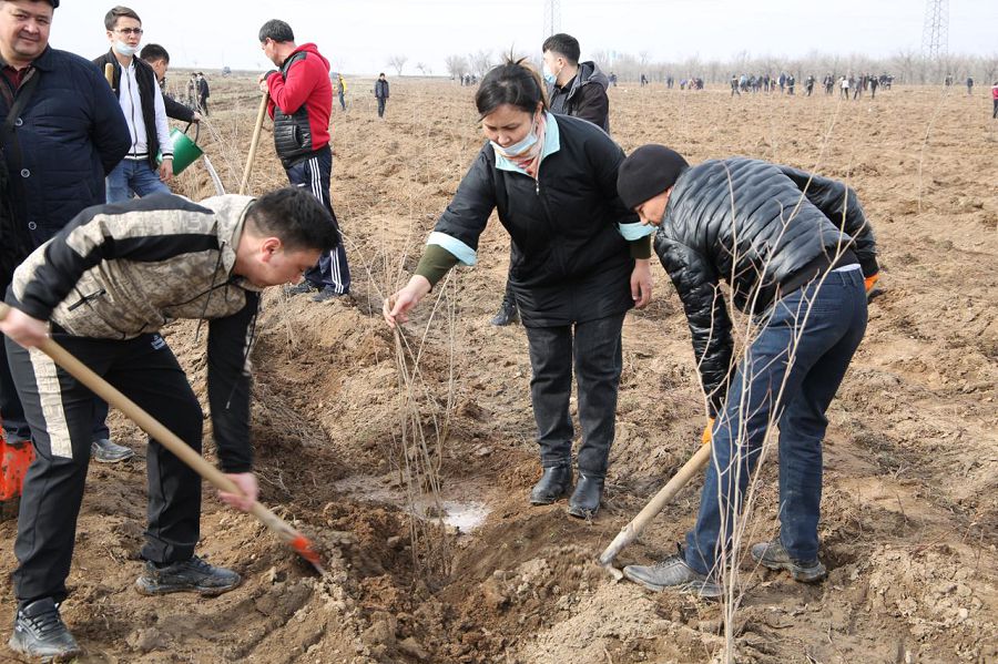 Jasyl jelek janǵa saıa