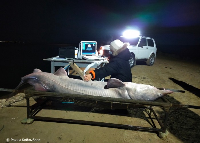 Atyraýlyq balyqshylar salmaǵy 150 keli tartatyn bekire aýlady