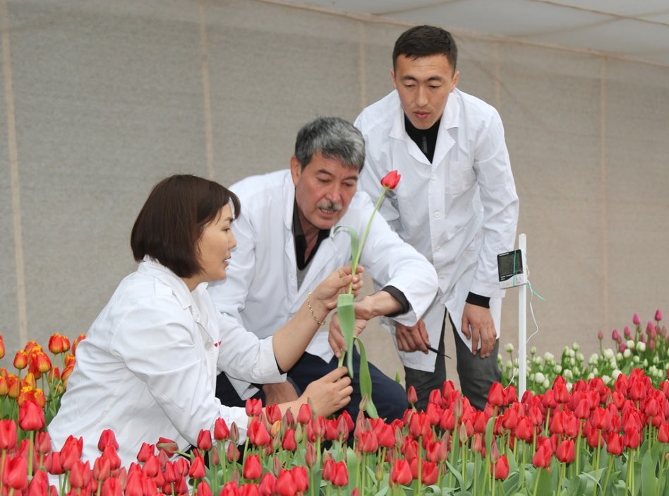 Túrkistanda «Prezıdent Nazarbaev» qyzǵaldaǵy ósirilýde