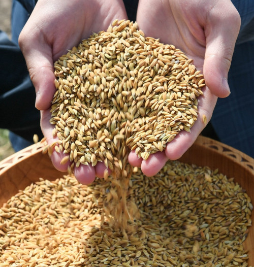 Qyzylorda kúrishin Fransııaǵa eksporttaý josparlanýda