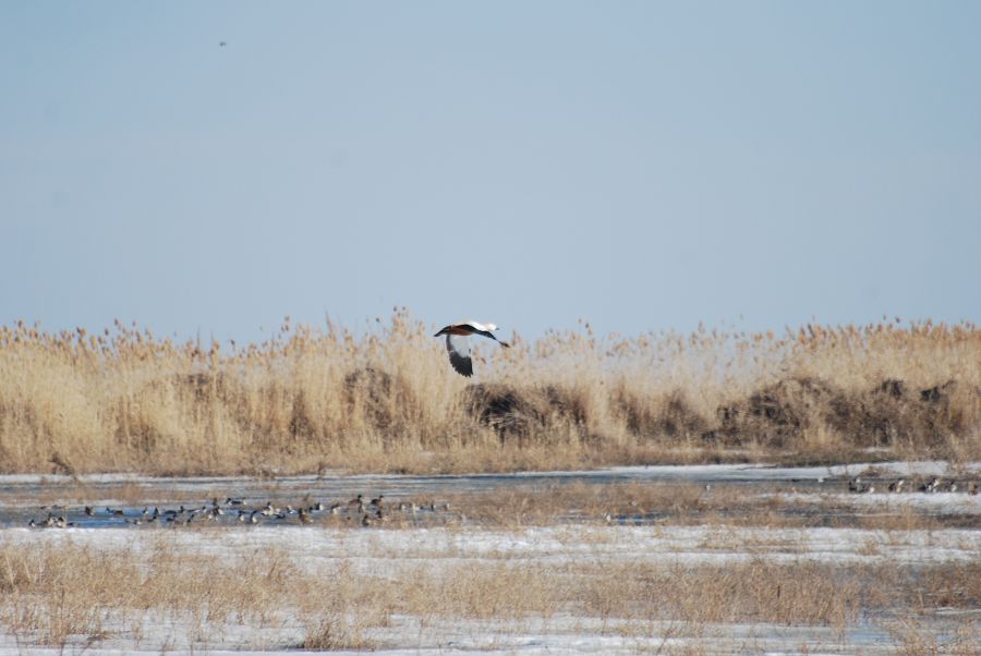Saryala qazdyń qańqyly estildi