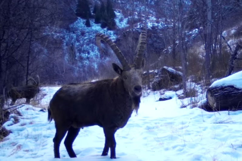 Jońǵar Alataýy ulttyq parkinde Sibir taý eshkisi fototuzaqqa tústi