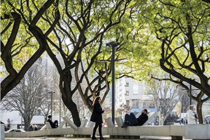 Elordada 300 emen aǵashy otyrǵyzylady