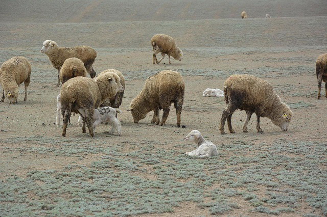 Qoı qozdap, qorada shý...