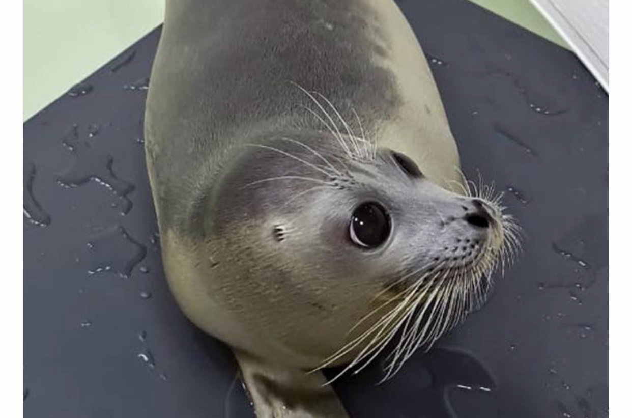 Kaspıı ıtbalyǵynyń qutqarylǵan tóli teńizge jiberildi