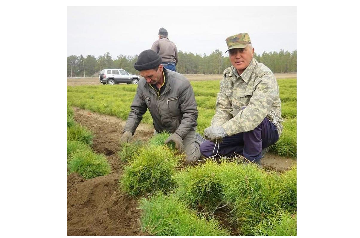 Qaraǵaıdyń óskinderi otyrǵyzylady
