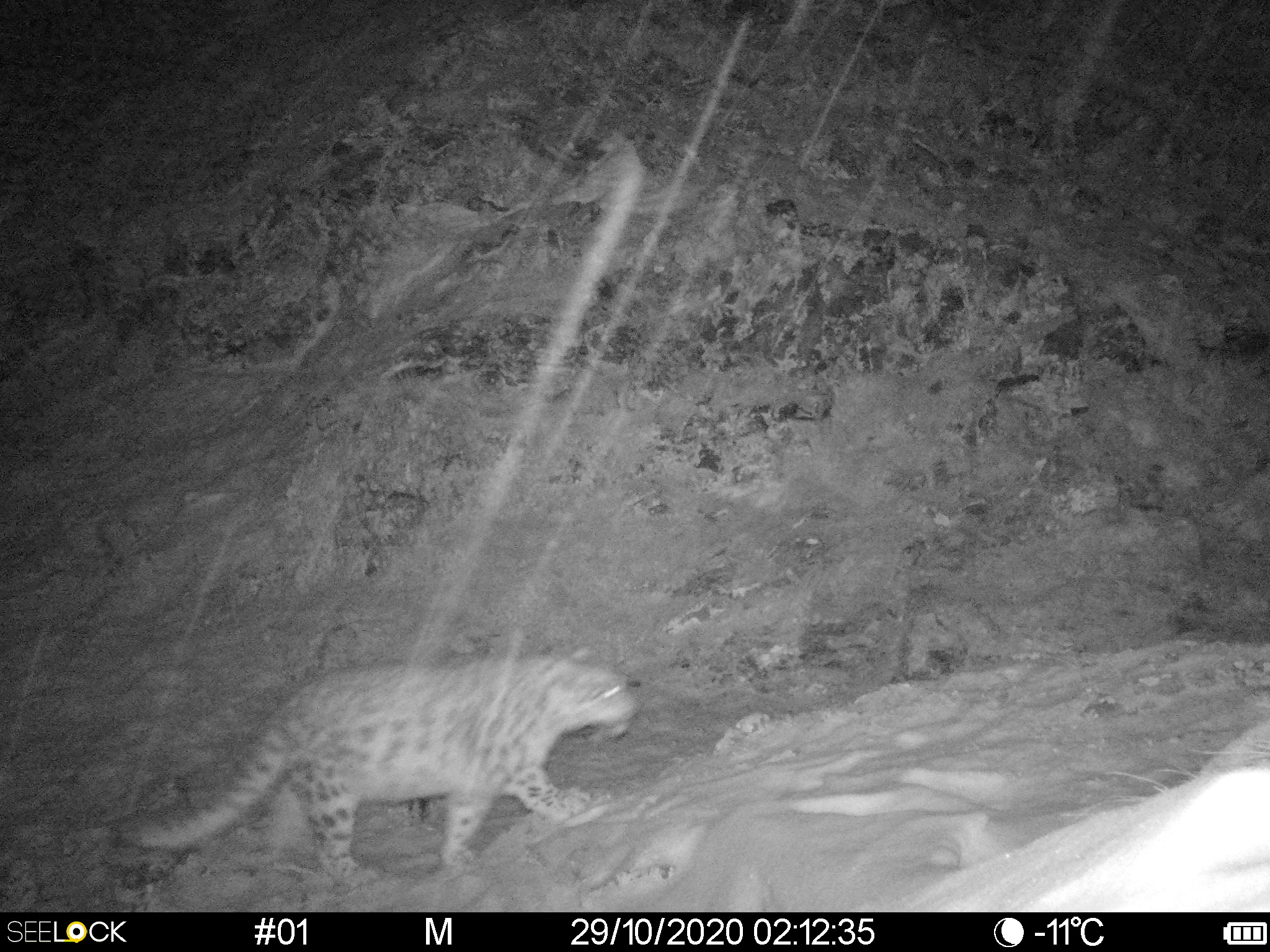 Sarymsaqty jotasynda barys jortyp júr