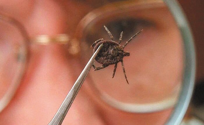 Jambyl oblysynda keneden zardap shekkender kóbeıýde