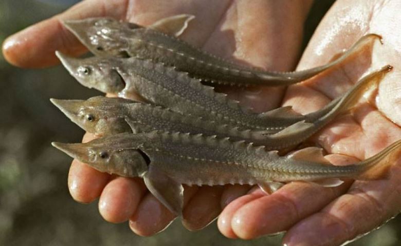 Atyraýlyq azamattan 30 kelige jýyq bekire balyǵy tárkilendi