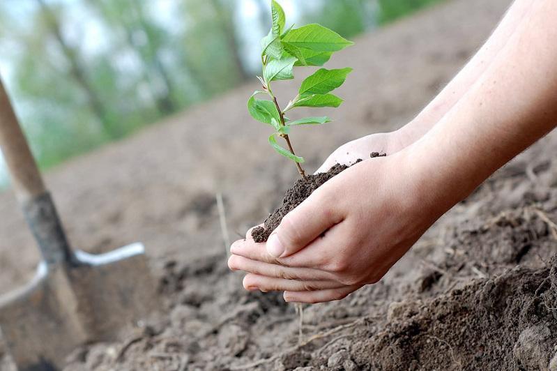 50 túp shaǵan otyrǵyzdy