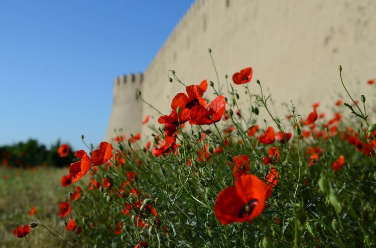 Shubaıqyzyl qyzǵaldaǵy