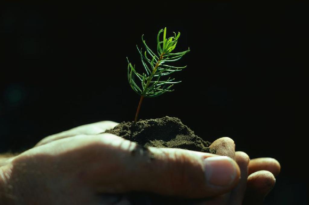 Atyraýda kópjyldyq 38 aǵash tamyrymen kóshirildi