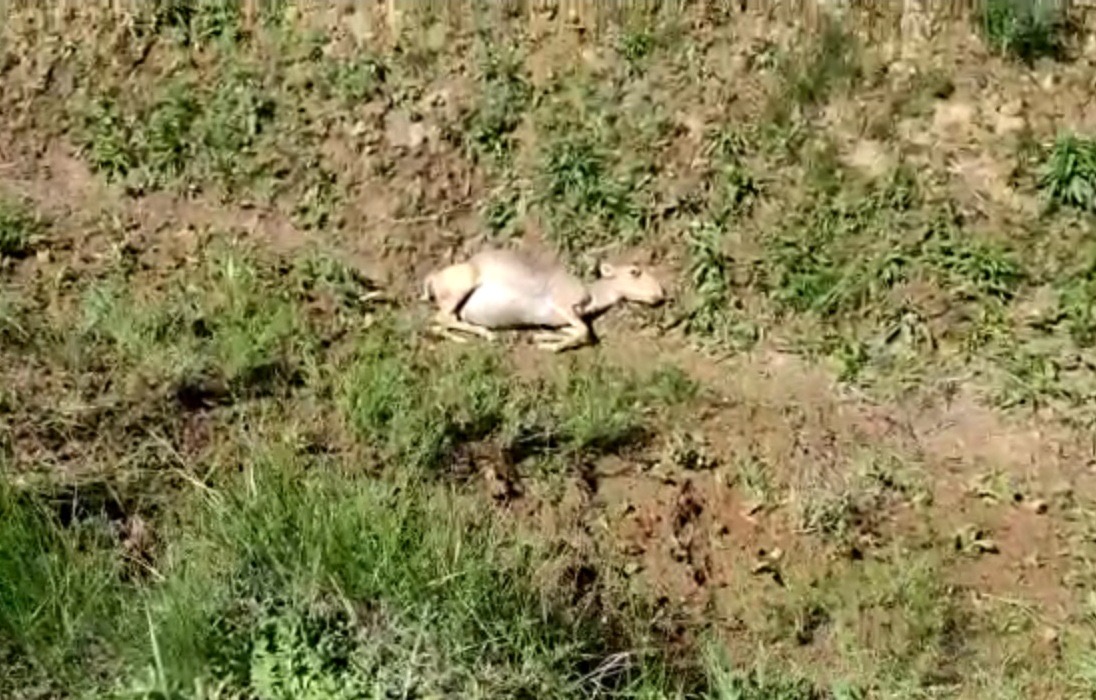 Batys Qazaqstanda kıikter ólip jatyr