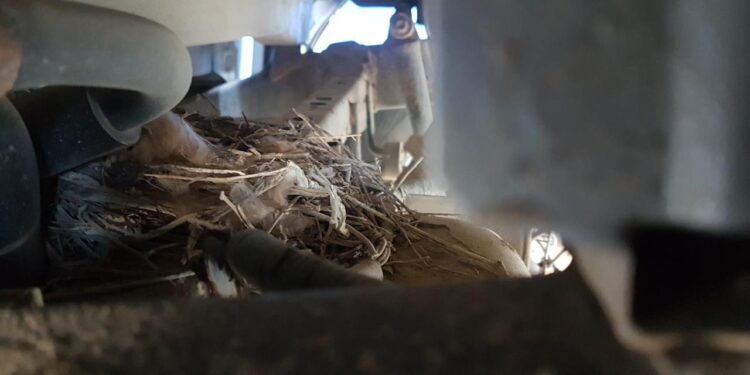 Teńiz kenishinde kólik astynan qus uıasy tabyldy