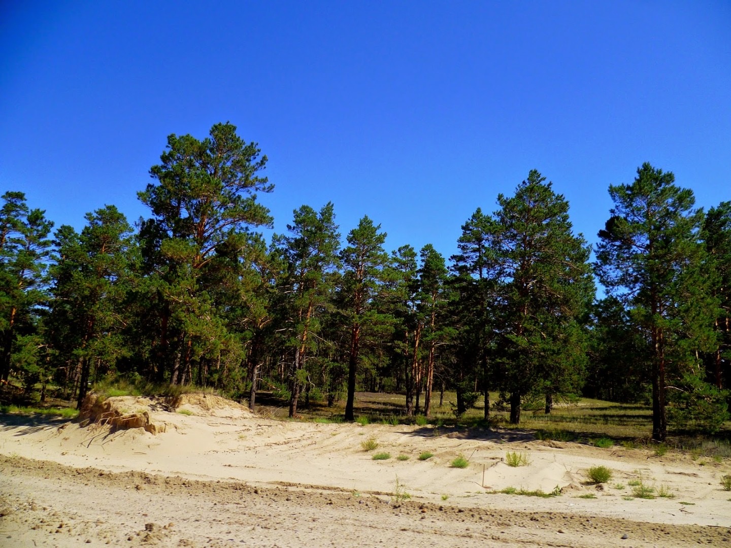 Orda ormany ǵylymı zertteýge zárý