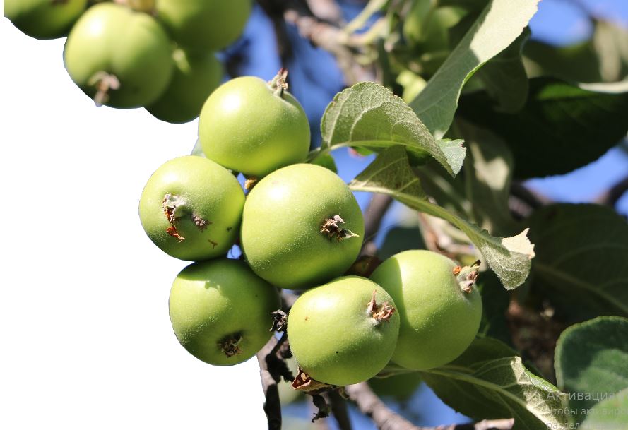 Sıvers – álemdegi 2 myńnan astam alma surpynyń atasy