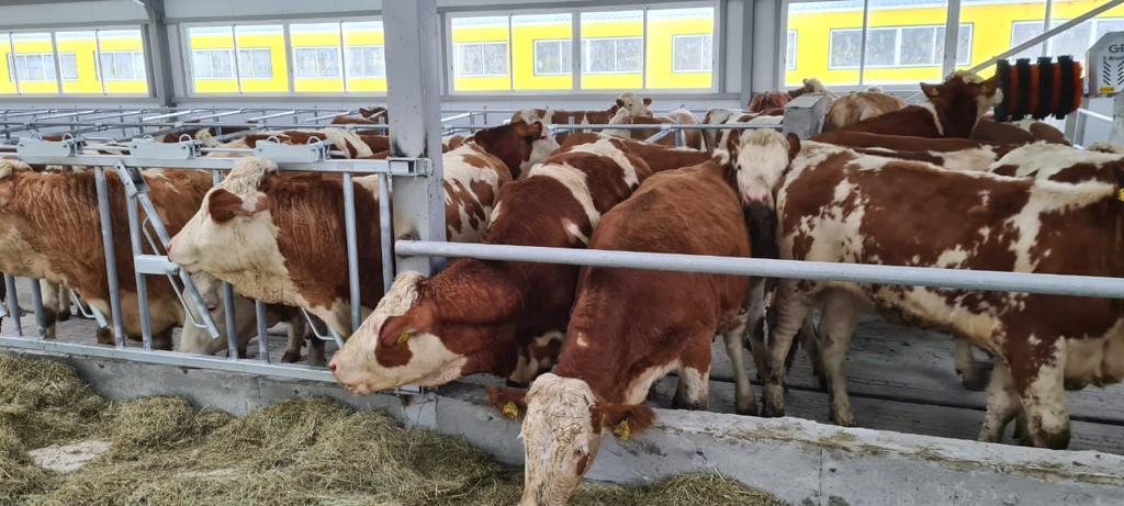 Importty almastyrýdyń tóte joly