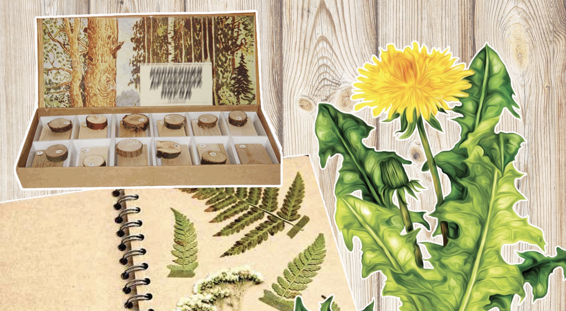 Gerbarıı qory men tuqym bankin damytý qajet