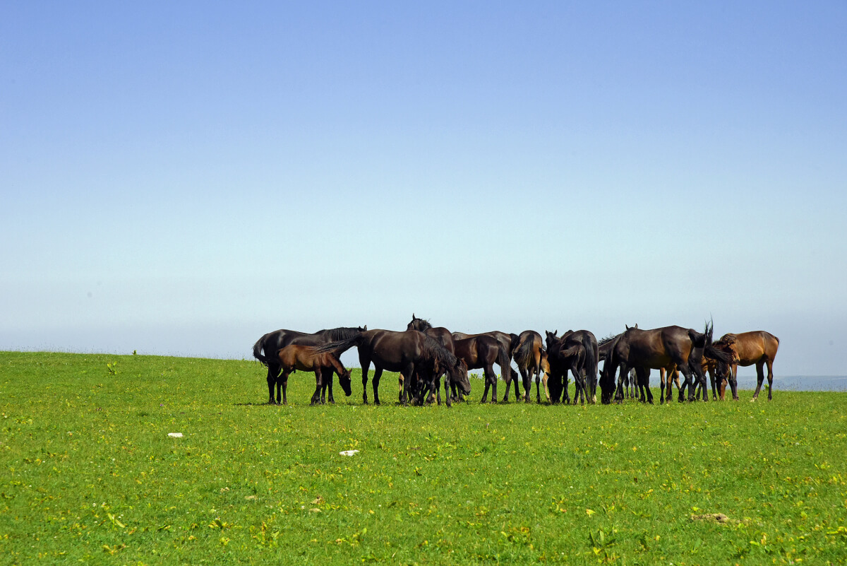 Maly bardyń jeri joq, jeri bardyń maly joq