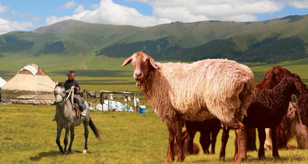 Jer ańsaǵan qyzyl qoı