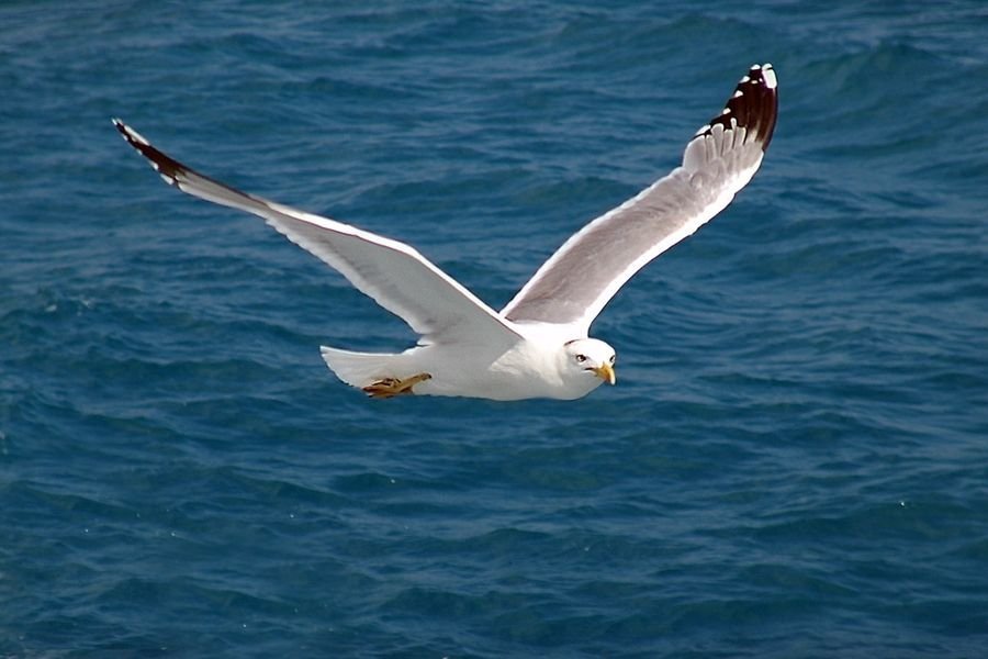 Shaǵalalar toptanyp ushqanda...