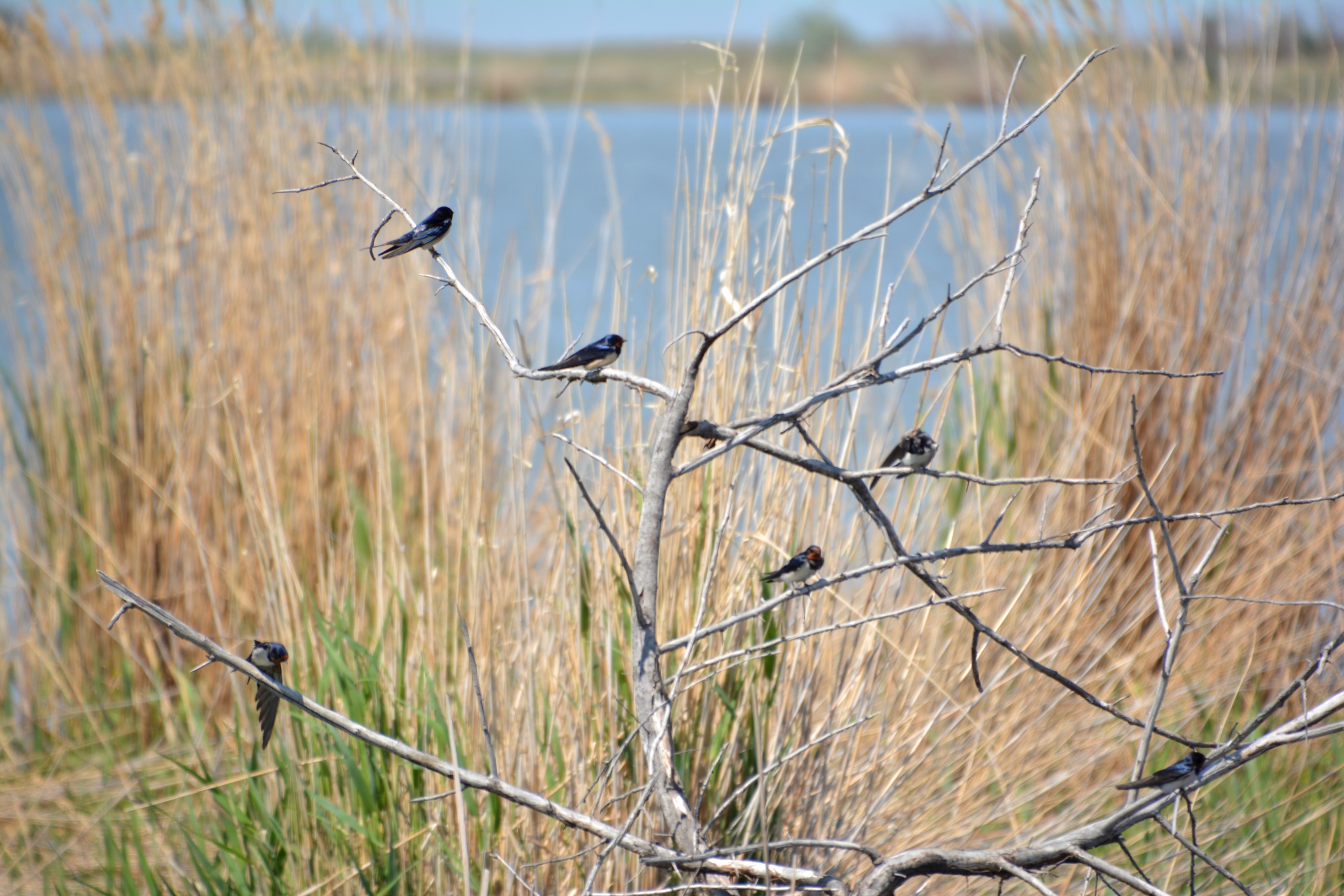 Fotoreportaj: Shyń-quzy kókpen talasqan Tarbaǵataı