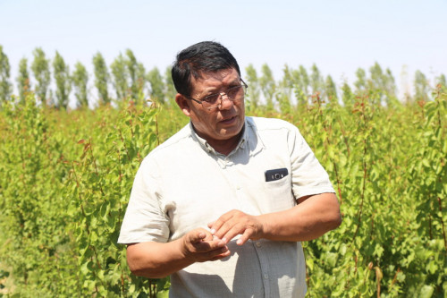 Amantaıdyń almabaǵy