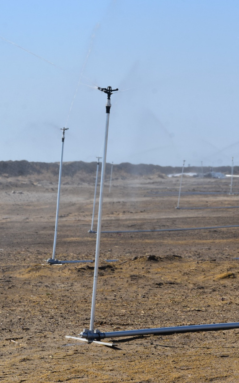 Qazalyda jańbyrlatyp sýarý ádisimen júgeri egilýde