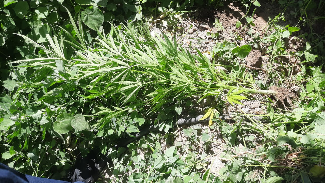 Qyzylordalyq azamat aýlasyna esirtki ekken