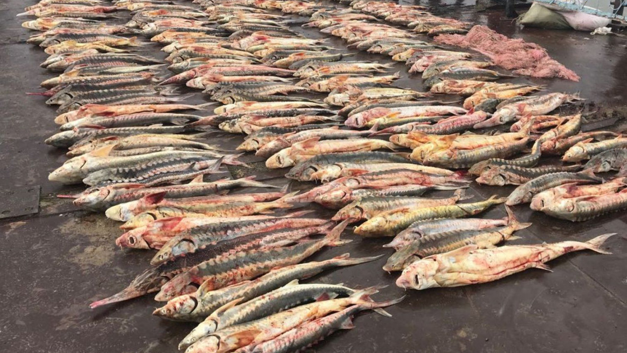 Batysta brakonerlerden 35 tonna balyq tárkilendi