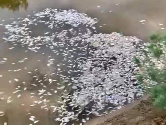 Atyraý oblysyndaǵy Noǵaıty ózeninde balyq qyryldy