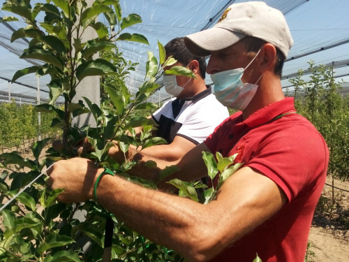 Alma baǵyn baptaǵan, jemis-jıdek saqtaǵan