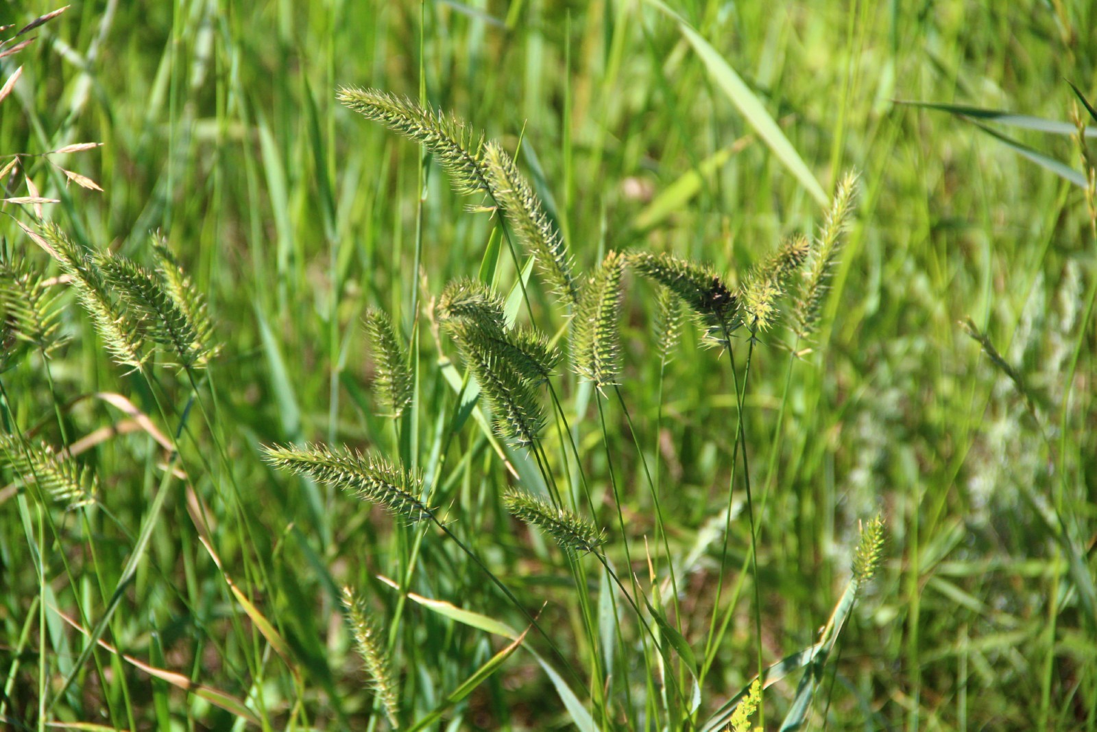 Negizgi salalar serpindi damyp jatyr