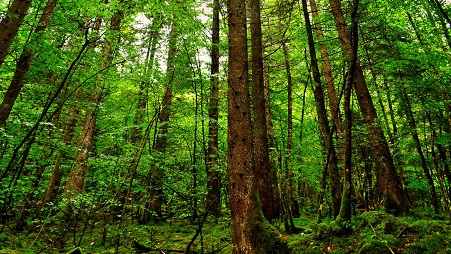 Atyraý oblysynda bes jylda 7 mln kóshet egiledi