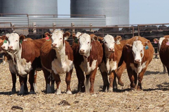 ShQO-nyń birqatar aýyldarynda iri qara qyrylýda