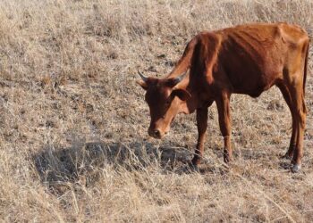 Moıynqum aýdanynda mal qyrylyp jatyr