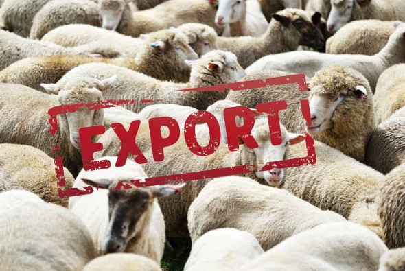 Qoı eksportyna tyıym  salyna ma?