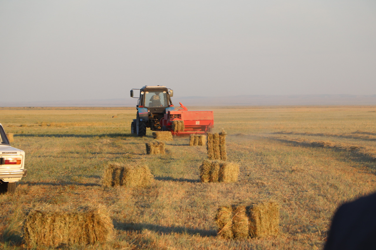 Sarysý aýdanynda mal azyǵy jetkilikti