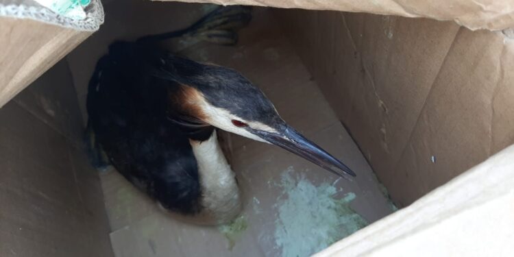 Atyraý turǵyndary sırek kezdesetin qus taýyp aldy