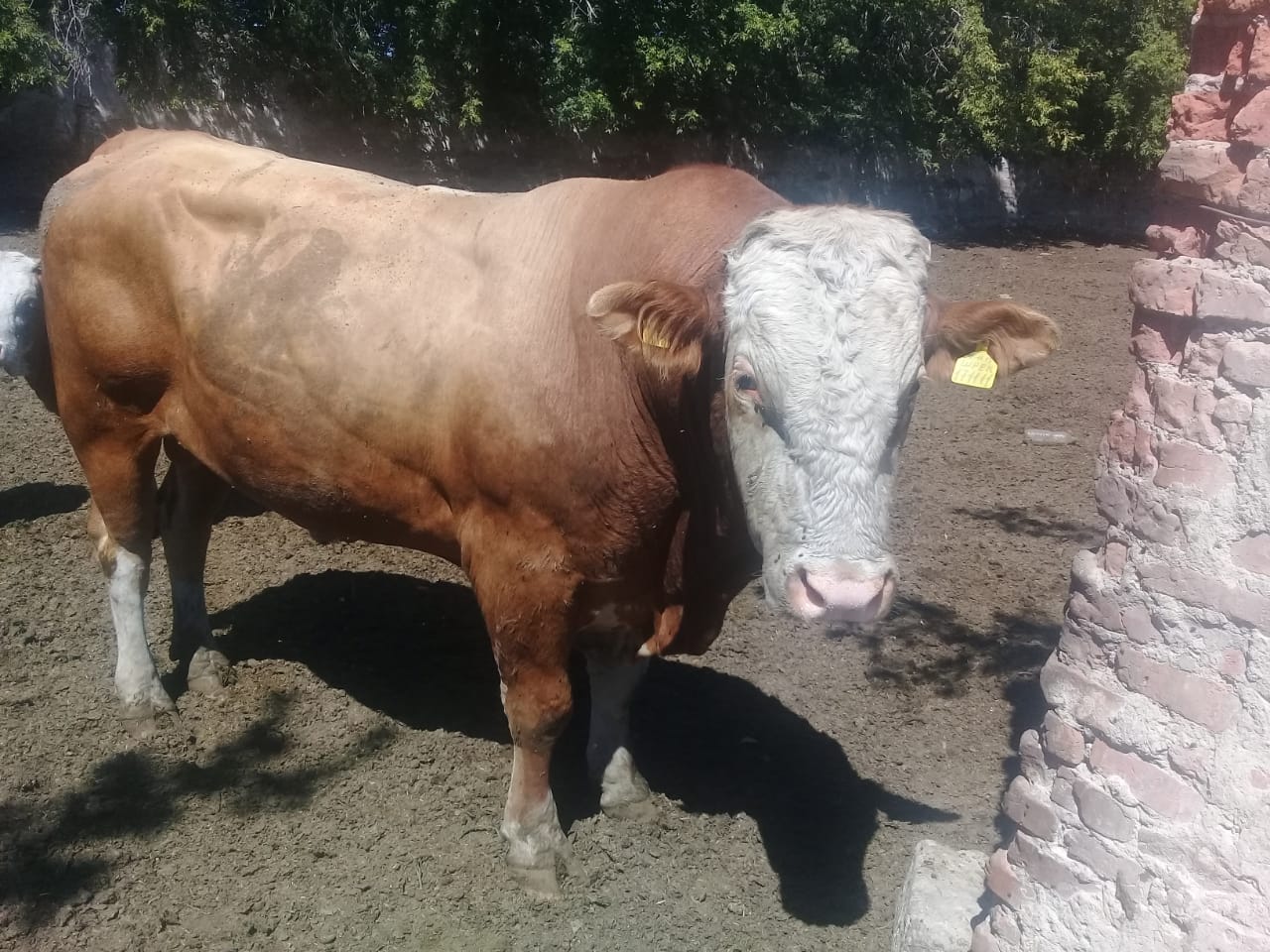 Qaraýsyz qalǵan buqa adam ólimine sebepshi boldy