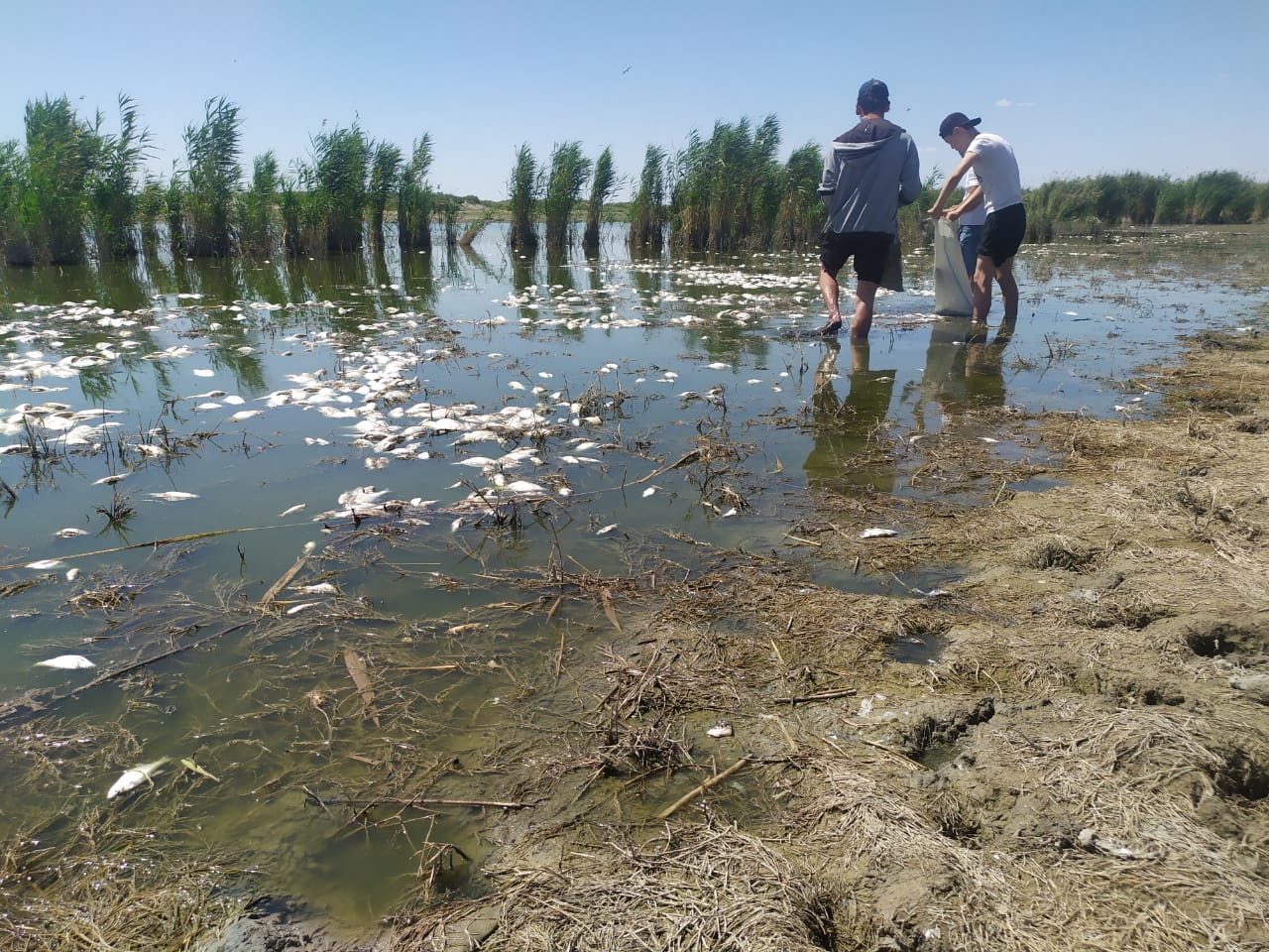 Atyraý oblysynda kanalda balyq qyryldy