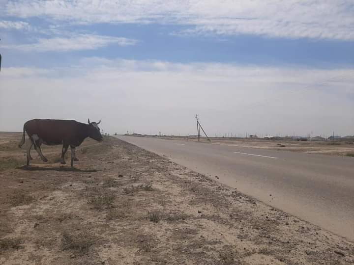 Atyraý oblysynda jol boıyna maketter qoıyldy