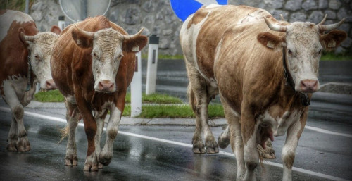 Iri qara belgisiz indetke shaldyǵyp jatyr